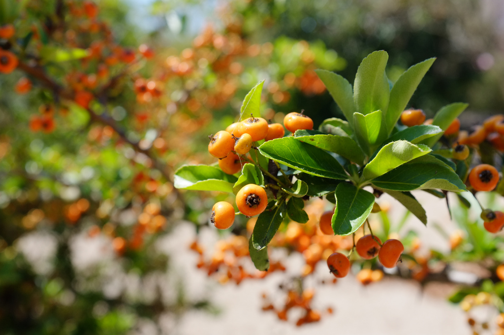 Sardinia berries